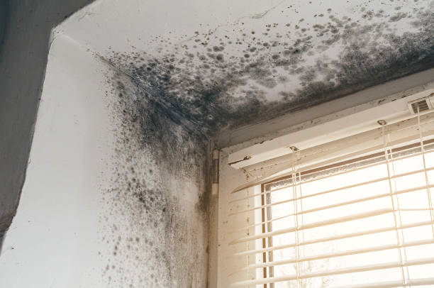 Affordable Mold Inspection And Testing solutions in Little Falls, MN